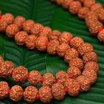 Shop Natural Rudraksha online at smrudradivine