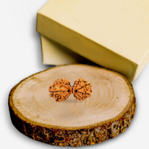 Gauri-Shankar Rudraksha