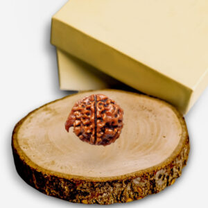 Ganesh Mukhi Rudraksha