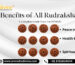 benefits of all rudraksha, Rudraksha benefits, Rudraksha mala benefits, Rudraksha spiritual benefits, Rudraksha health benefits, Types of Rudraksha, 1 Mukhi Rudraksha benefits, 2 Mukhi Rudraksha benefits, 3 Mukhi Rudraksha benefits, 4 Mukhi Rudraksha benefits, 5 Mukhi Rudraksha benefits, 6 Mukhi Rudraksha benefits, 7 Mukhi Rudraksha benefits, 8 Mukhi Rudraksha benefits, 9 Mukhi Rudraksha benefits, 10 Mukhi Rudraksha benefits, 11 Mukhi Rudraksha benefits, 12 Mukhi Rudraksha benefits, 13 Mukhi Rudraksha benefits, 14 Mukhi Rudraksha benefits, 15 Mukhi Rudraksha benefits, 16 Mukhi Rudraksha benefits, 17 Mukhi Rudraksha benefits, 18 Mukhi Rudraksha benefits, 19 Mukhi Rudraksha benefits, 20 Mukhi Rudraksha benefits, 21 Mukhi Rudraksha benefits, Ek Mukhi Rudraksha benefits, Gauri Shankar Rudraksha benefits, Rudraksha for stress relief, Rudraksha for anxiety, Rudraksha for focus, Rudraksha for memory, Rudraksha for emotional balance, Rudraksha for prosperity, Rudraksha for wealth, Rudraksha for protection, Rudraksha for spiritual growth, Rudraksha for heart health, Rudraksha for immunity, Rudraksha for digestion, Rudraksha for metabolism, Chakra balancing with Rudraksha