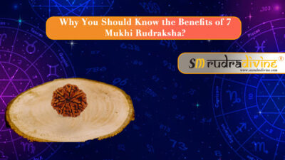 7 mukhi rudraksha