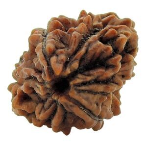 TWO MUKHI RUDRAKSHA  16.00 Cts./     17.55 Ratti