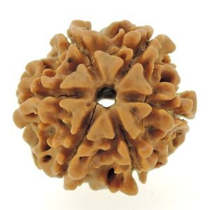 SIX MUKHI RUDRAKSH  25.00 Cts./     27.43 Ratti