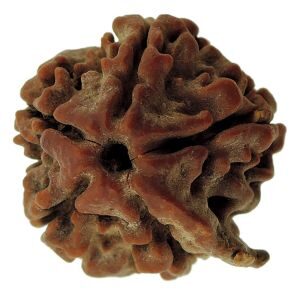 GANESH RUDRAKSHA  12.75 Cts./     13.99 Ratti