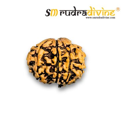 9 Mukhi Rudraksha RD009