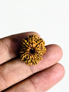 12 Mukhi Rudraksha