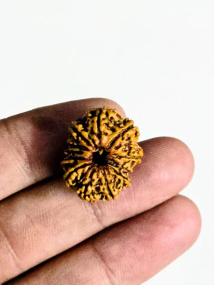 12 Mukhi Rudraksha