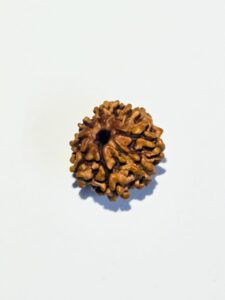 8 Mukhi Rudraksh