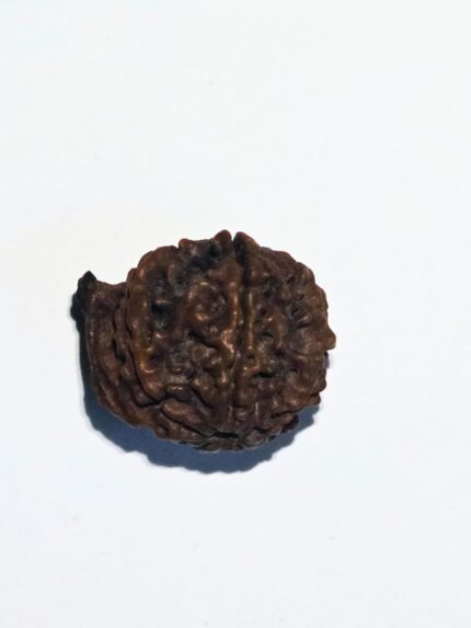 Ganesh Rudraksha GRD001