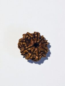 9 Mukhi Rudraksha