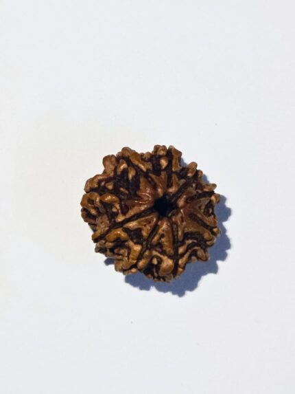9 Mukhi Rudraksha