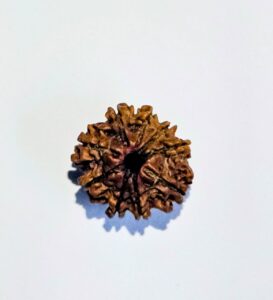 9 Mukhi Rudraksha 02