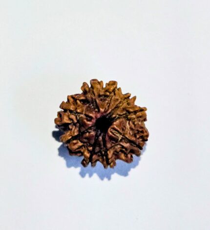 9 Mukhi Rudraksha 02
