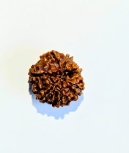 7 Mukhi Rudraksha