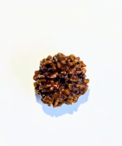 6 Mukhi Rudraksha