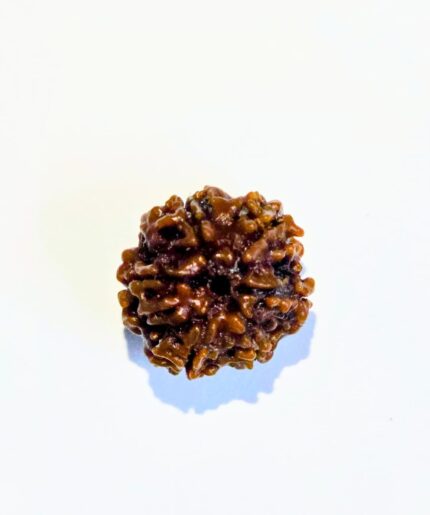 6 Mukhi Rudraksha