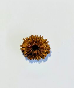 12 Mukhi Rudraksha