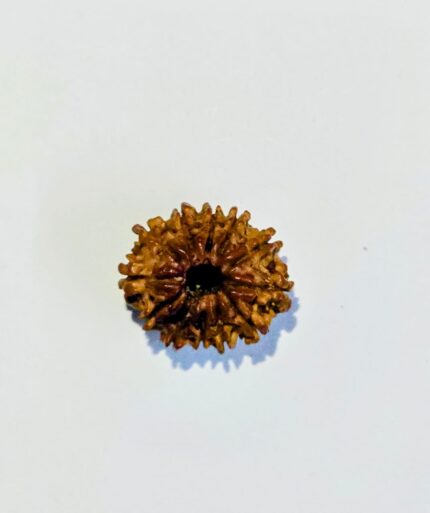 12 Mukhi Rudraksha