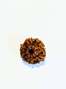 7 Mukhi Rudraksha
