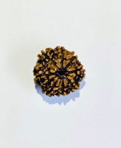 8 Mukhi rudraksha