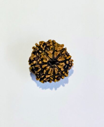 8 Mukhi rudraksha