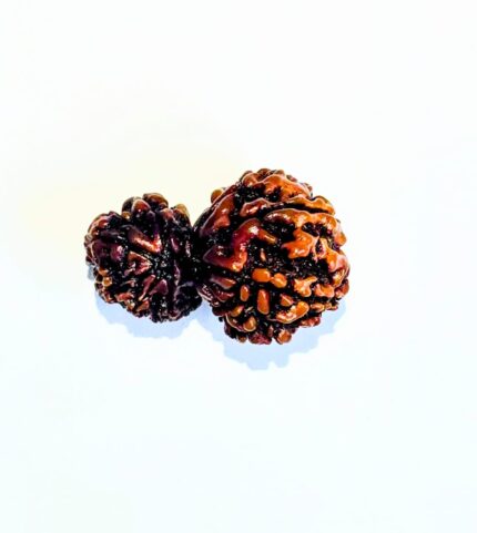 Garbh Gauri Rudraksh GRB001